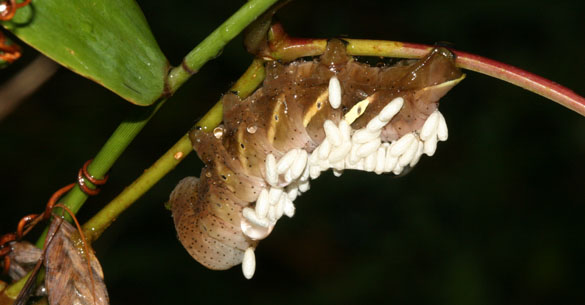 parasitized Pandorous sphinx moth caterpilllar