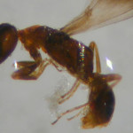 Sclerodermus wasp, family Bethylidae