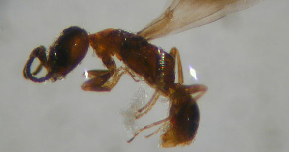 Sclerodermus wasp, family Bethylidae