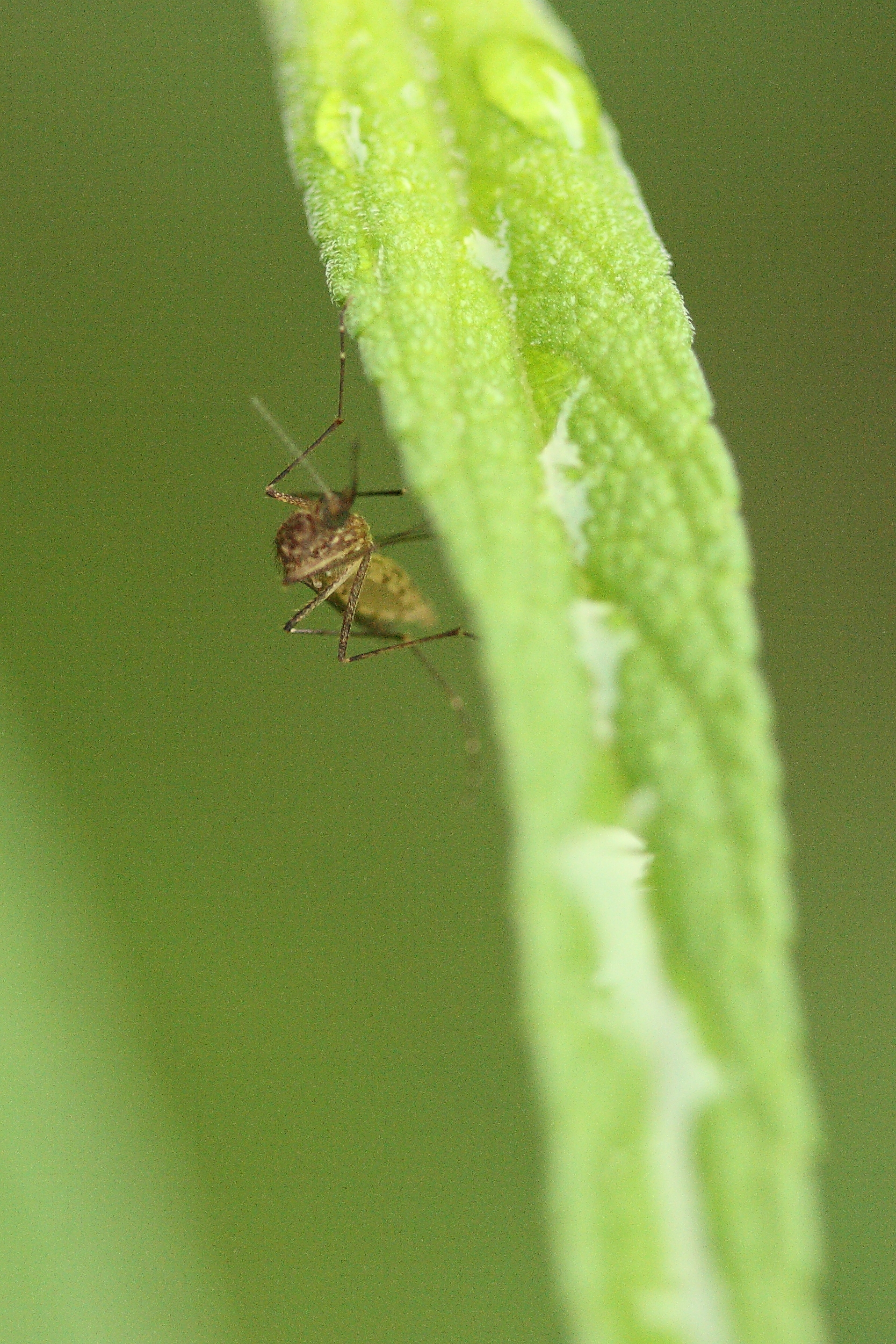 Mosquito on leaf