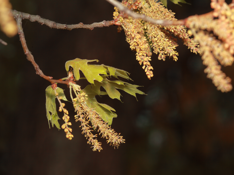 new red oak leaves and flowers