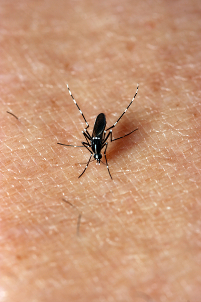 Aedes albopictus, Asian tiger mosquito