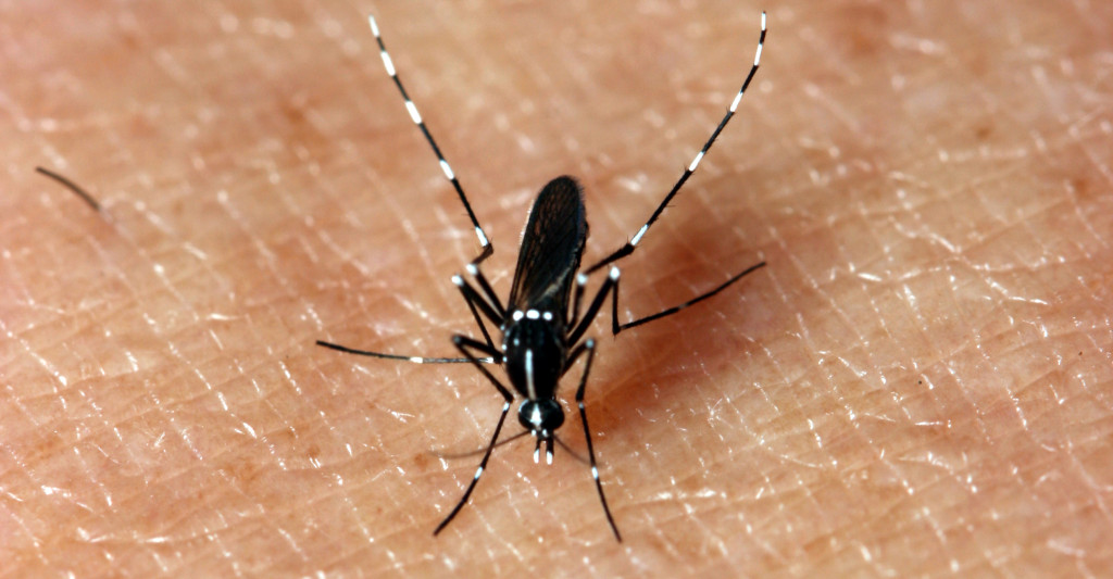 Who is more attractive to mosquitoes...and why?