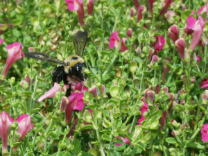 bumble bee on salvia