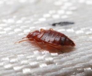 Even the best over-the-counter insecticides are most effective when spraying bed bugs directly. Insecticides are no substitute for a good integrated control program.