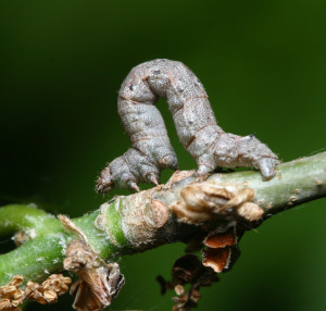 spring cankerworm