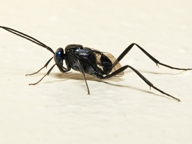 Evaniidae or ensign wasp