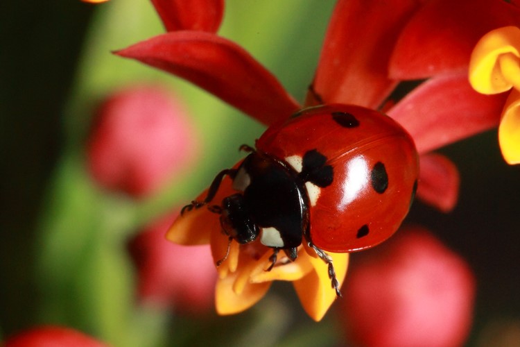 seven-spot lady beetle adult