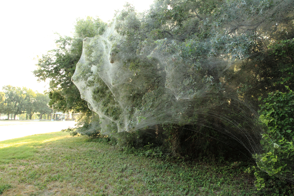 giant spider webs in Rowlett TX