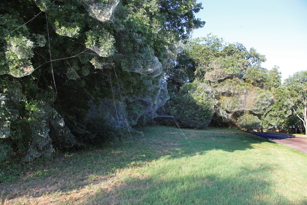 giant spider webs in Rowlett TX