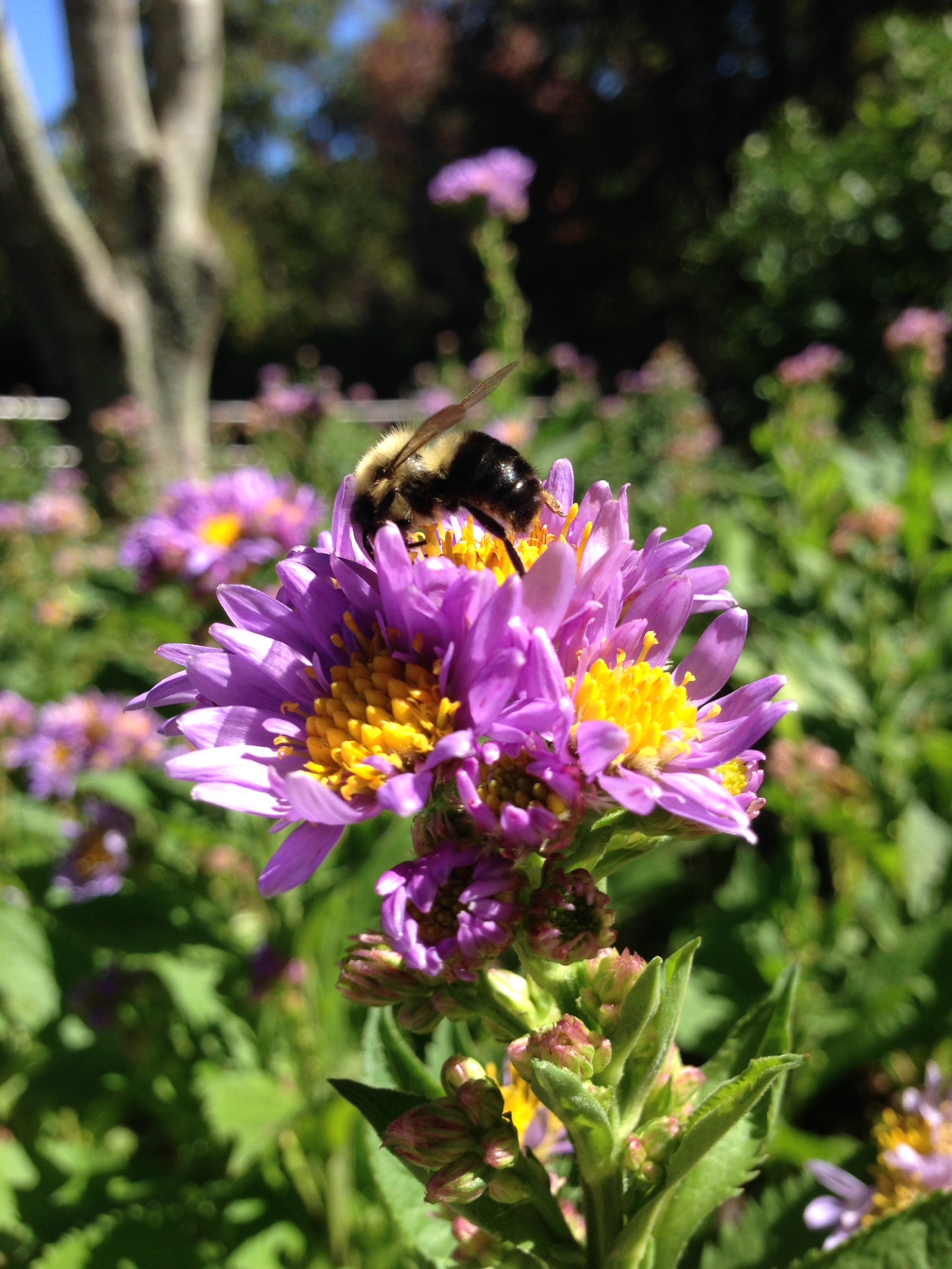 Bumblebees on aster, Asheville, North Carolina