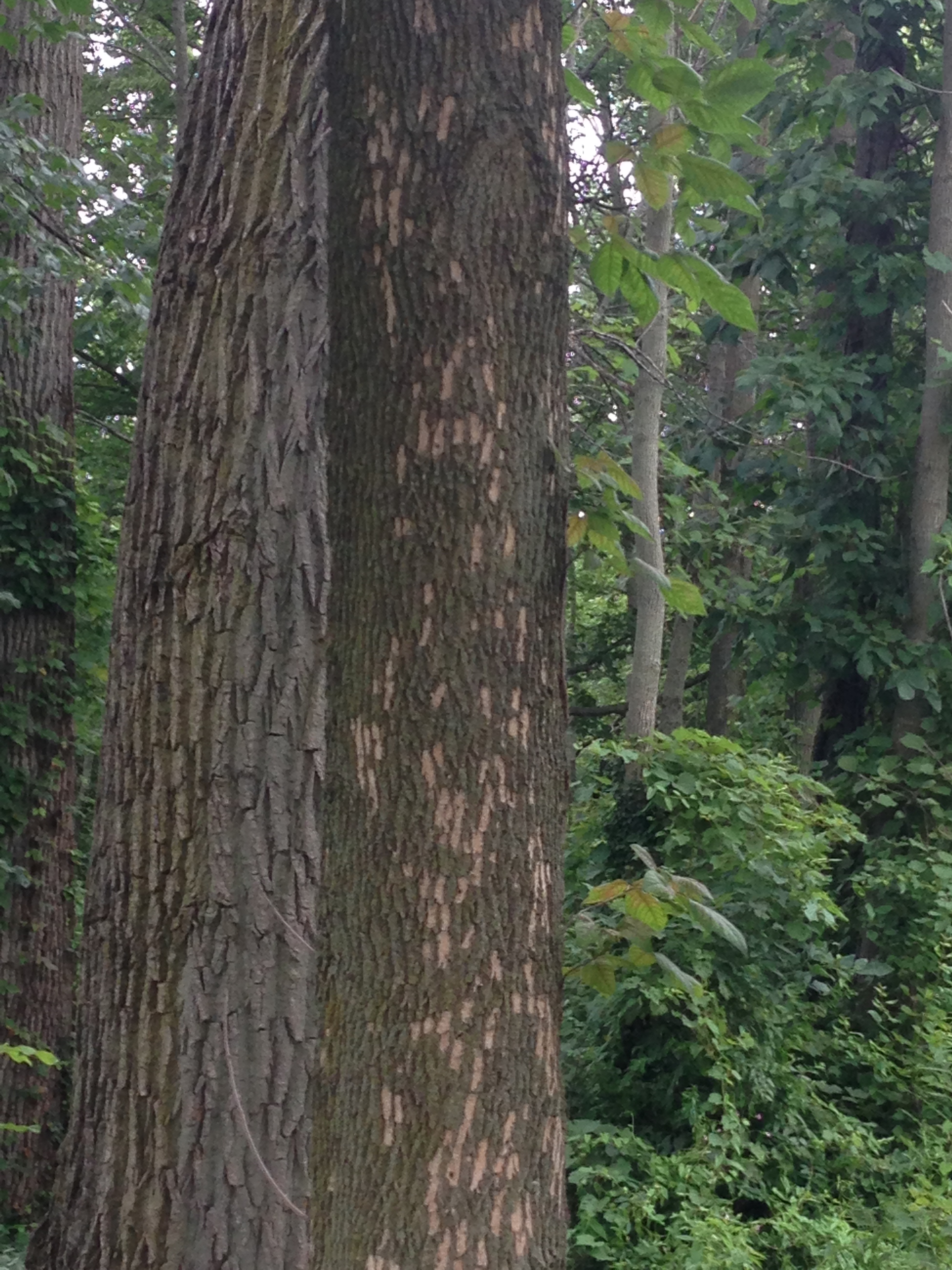 woodpecker bark flaking
