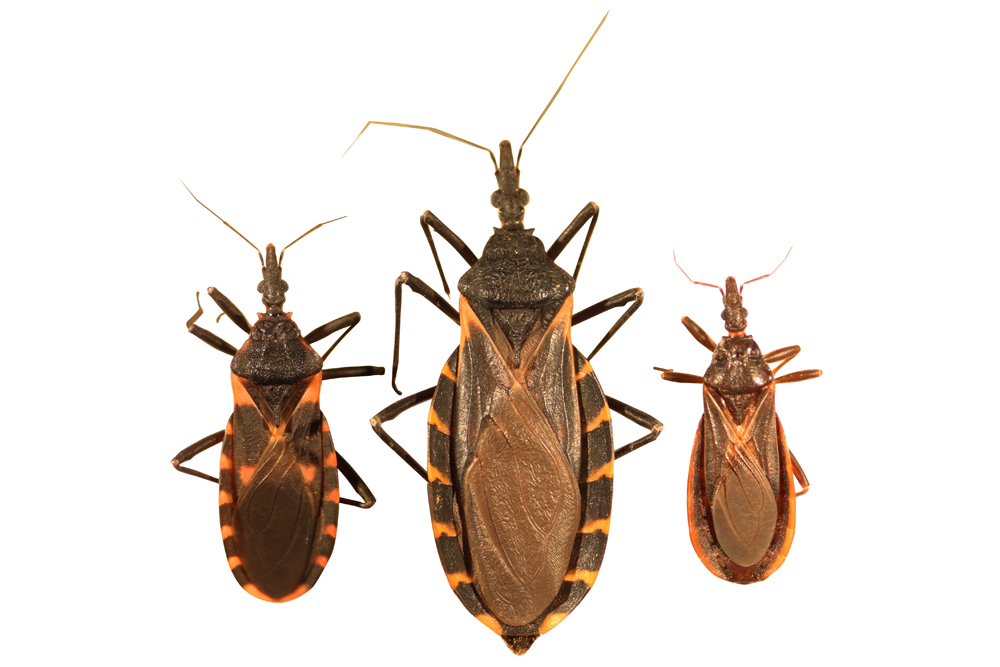 Three of the different kinds of kissing bug found in Texas vary slightly in size and coloration, but share all the key characters of this genus.