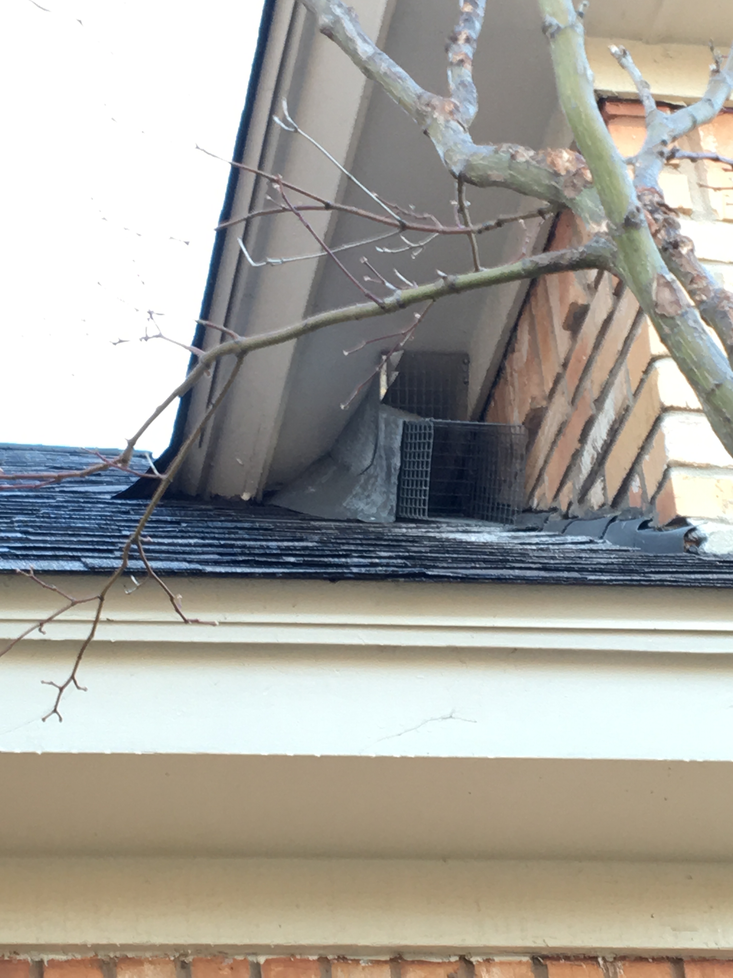 squirrel trap on roof