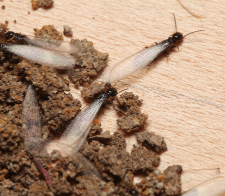 termite swarmers with wings