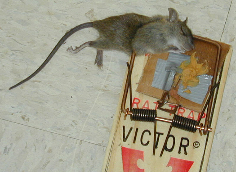 rat-juvenile in trap