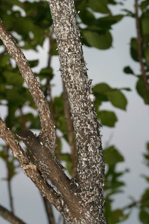 The crapemyrtle bark scale can be controlled with two over-the-counter insecticides; but the names and availability of these products are constantly changing.