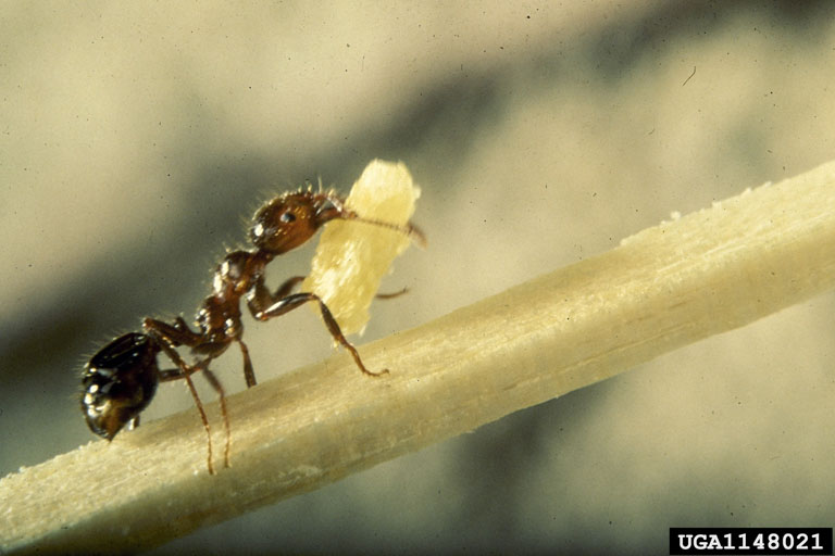 fire ant carrying food USDA1148021