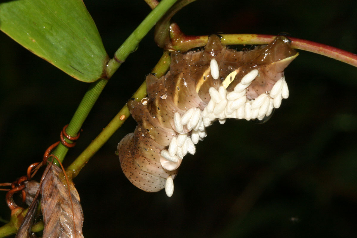 pandorus sphinx moth caterpillar and parasite cocoons