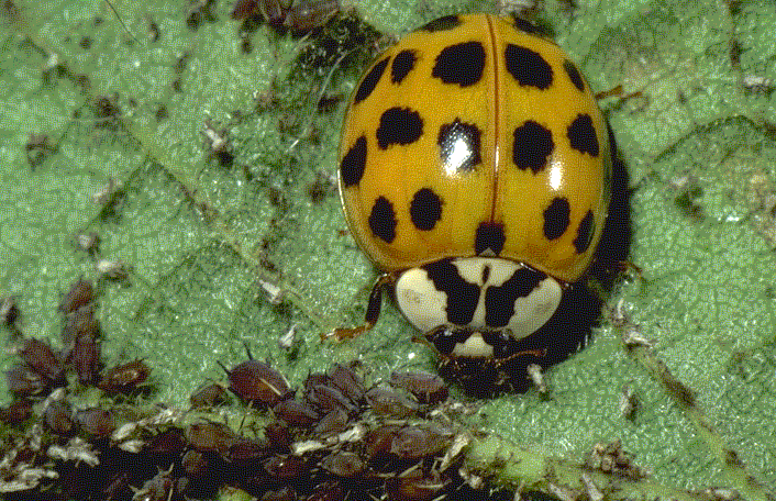 multicolored Asian lady beetle adult