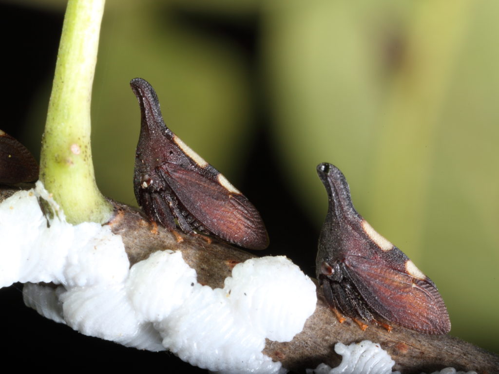 treehoppers with egg cases