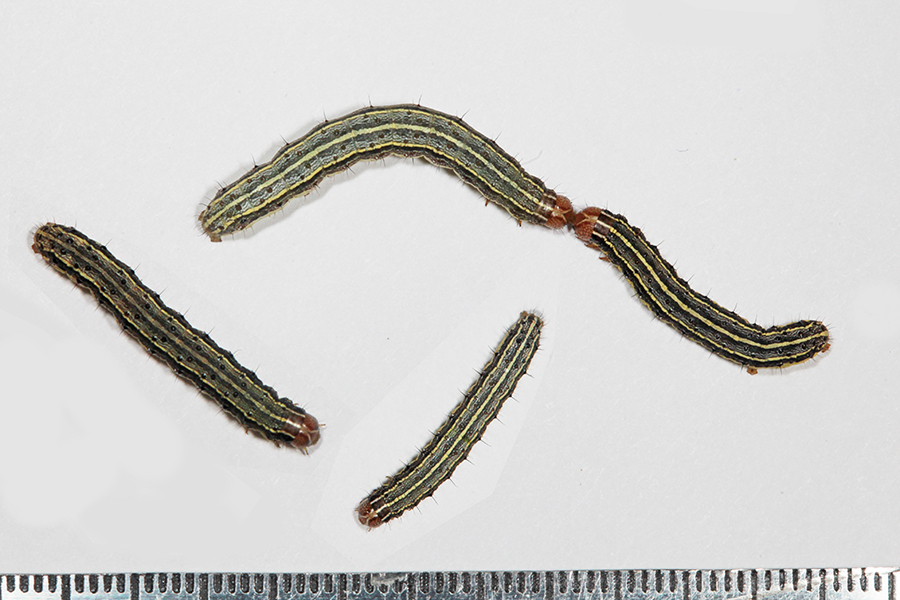 four fall armyworm caterpillars on white background