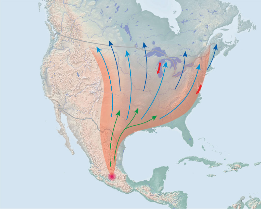 Monarch butterfly migratory pathways on map of North America