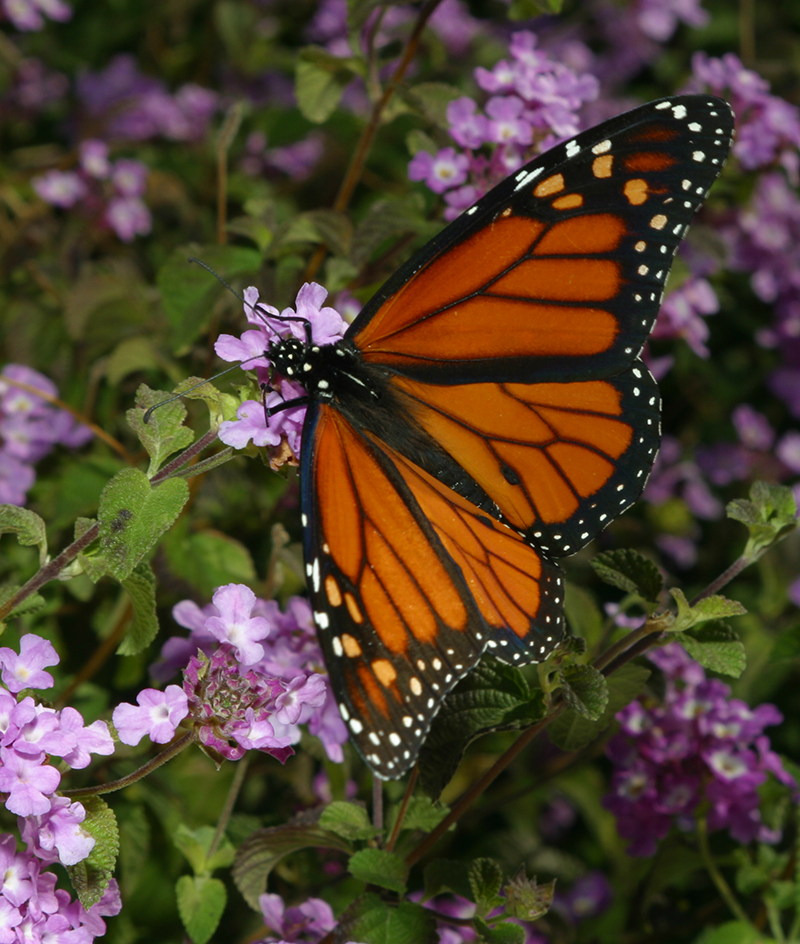 monarch adult on lantana