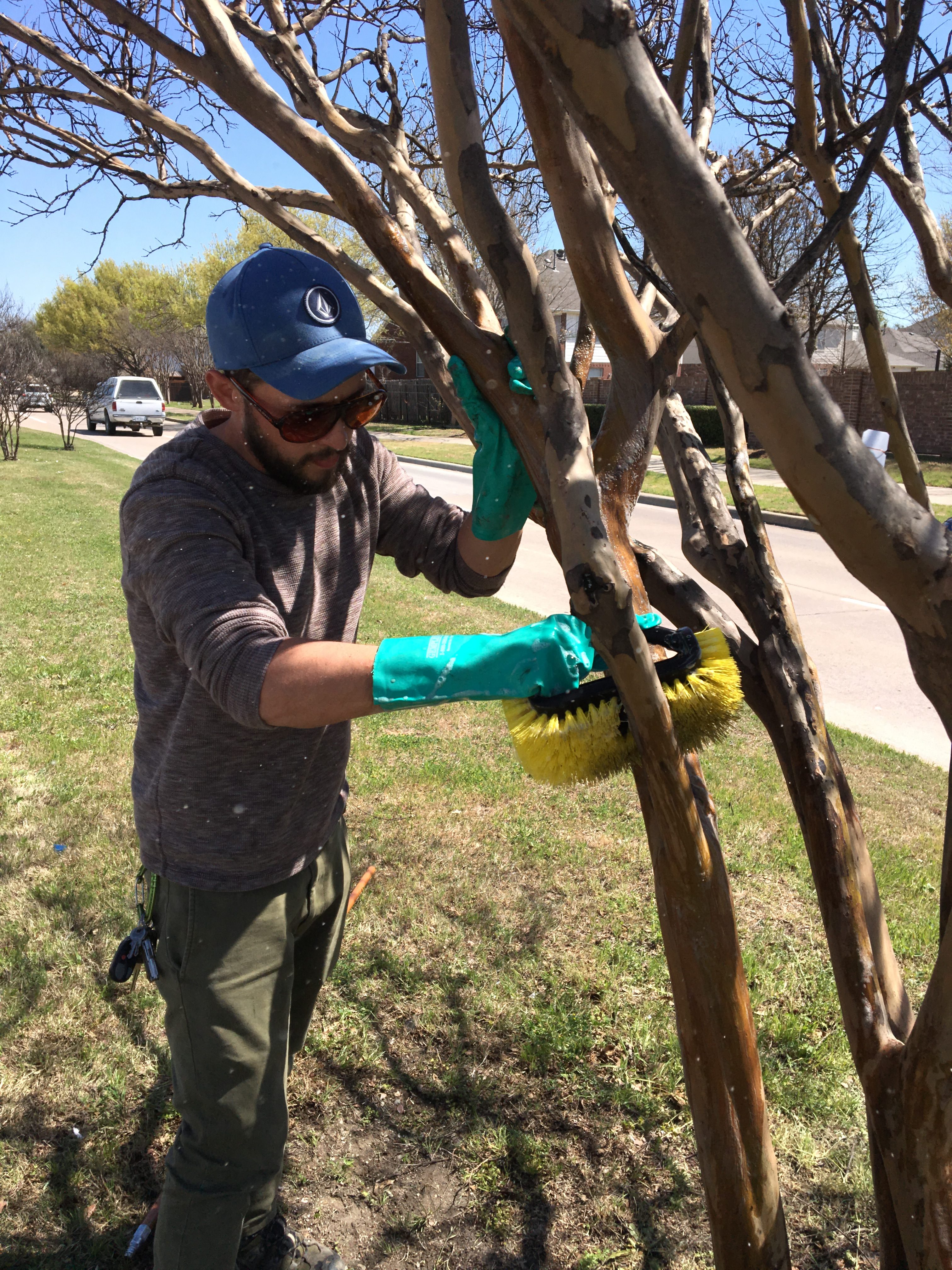 scrubbing crapemyrtle trees for sooty mold