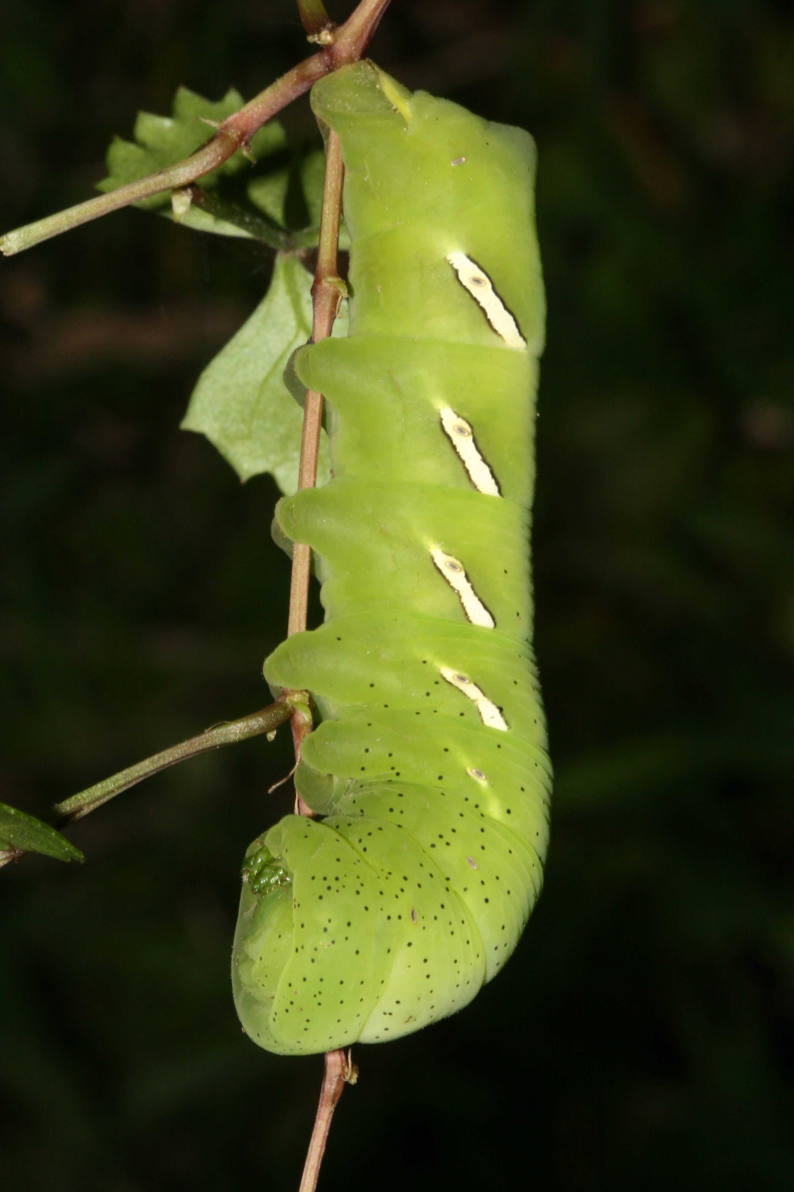 Pandorus sphinx moth caterpillar