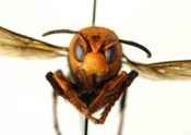 face of Asian giant hornet