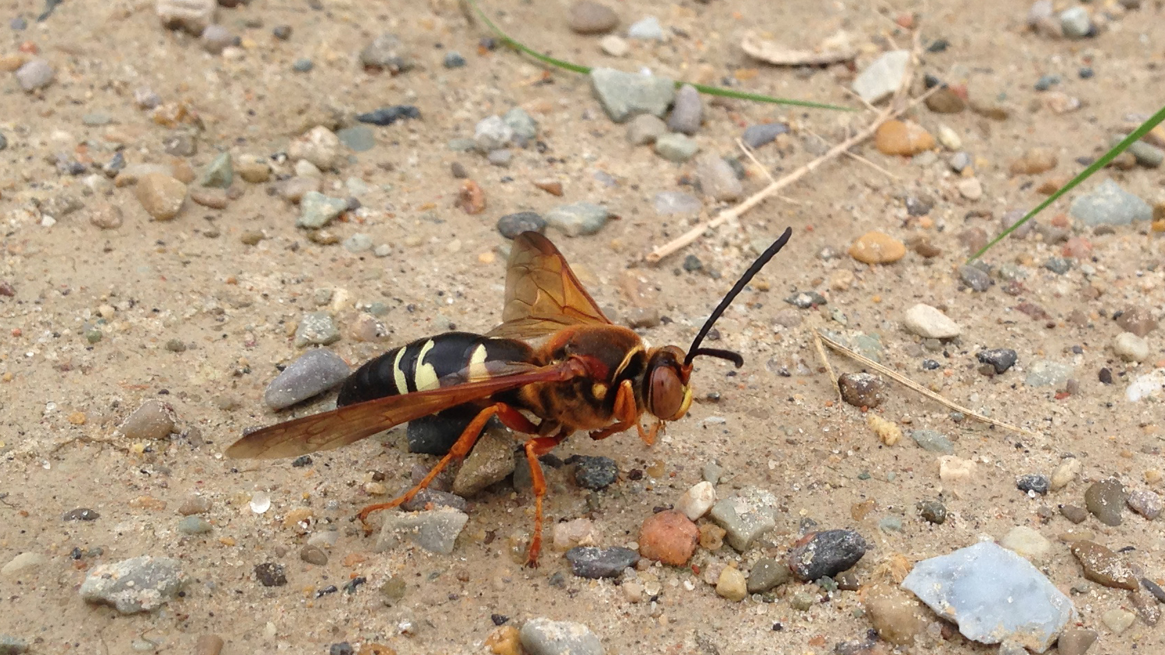 cicada killer wasp on ground
