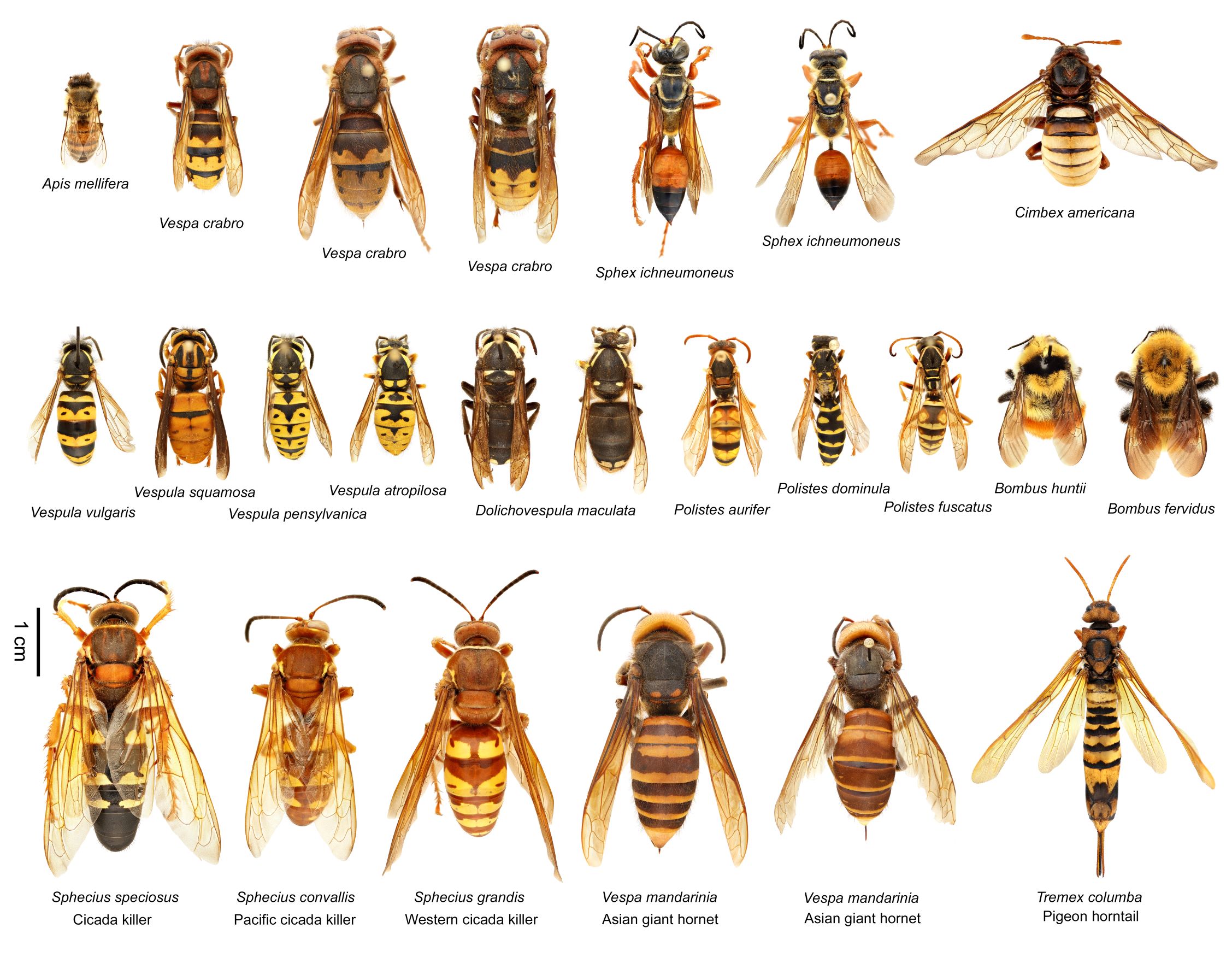 wasp look-alikes