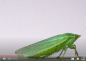 leafhopper adult