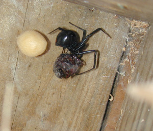 Black widow spider and egg case