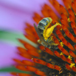 megachild bee with pollen