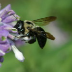 Carpenter bee visiting flower