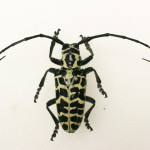 long horned beetle