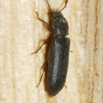 Lyctid powderpost beetle