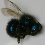 Osmia, a species of mason bee