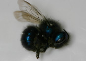 Osmia, a species of mason bee