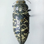 Buprestid beetle adult