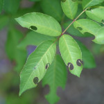 leafcutter bee damage on rose
