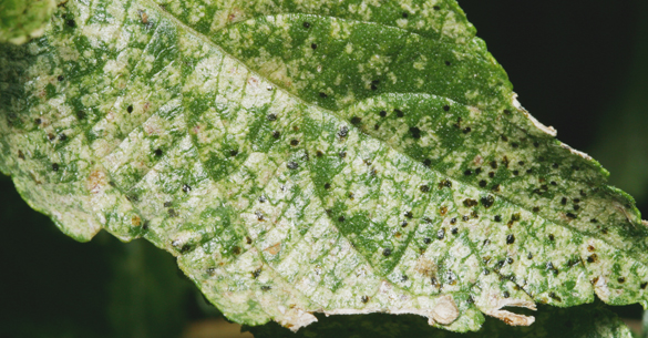 Lacebug Damage - Insects In The City