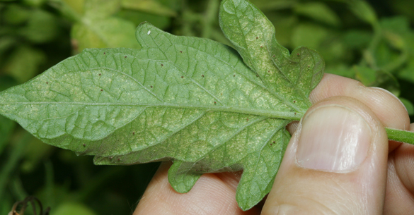 red spider mites tomato plants