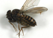 dark-eyed fruit fly