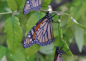 monarch butterflies in tree