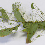 caterpillar damage on oak