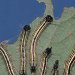 Datana caterpillars on oak
