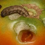 Cutworm caterpillar on tomato